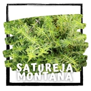 Satureja montana