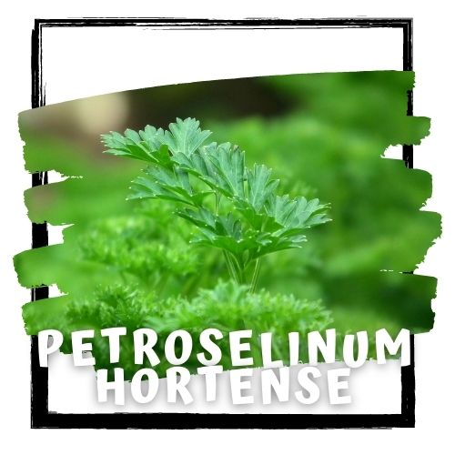 Petroselinum hortense