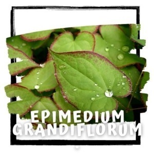 Epimedium grandiflorum. 2